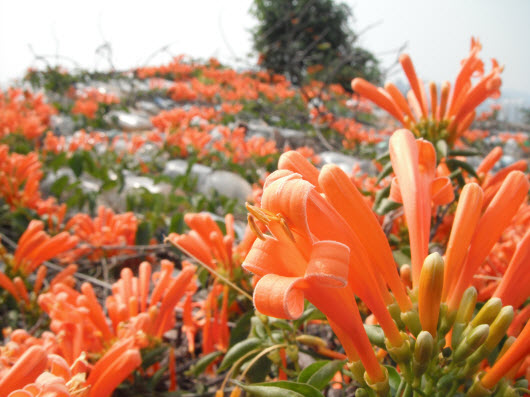 荃錦公路奇園炮杖花