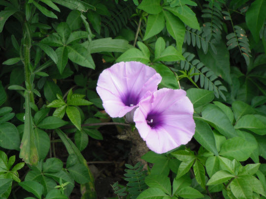 荃灣芙蓉山菩提徑牽牛花