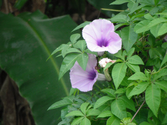 荃灣芙蓉山菩提徑牽牛花