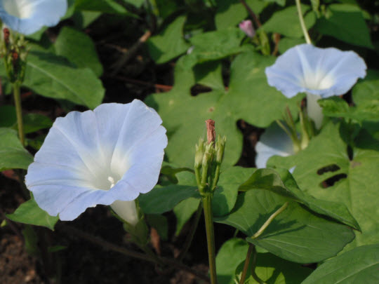 荃灣芙蓉山菩提徑牽牛花