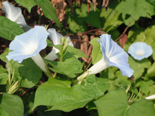 荃灣芙蓉山菩提徑牽牛花