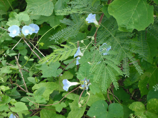 荃灣芙蓉山菩提徑牽牛花