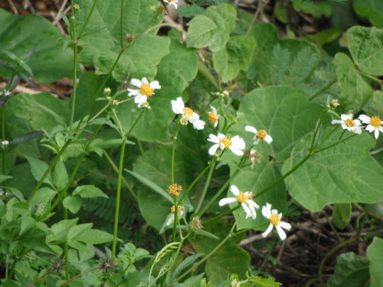 荃灣芙蓉山菩提徑雛菊