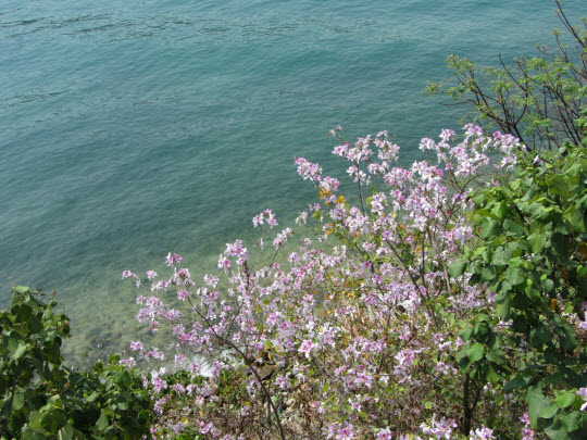 荃灣海濱荃灣碼頭至深井步行道汀九段