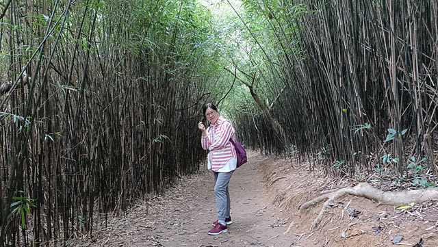 河背水塘家樂徑竹林隧道