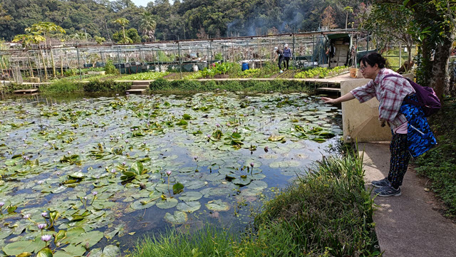 清快塘村 喜香農莊 步入農莊 荷花池